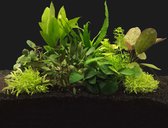 Aquariumplanten Pakket voor 100CM Aquarium