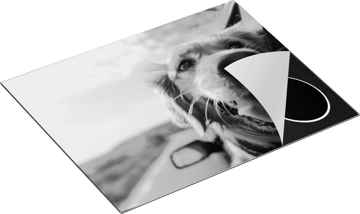 Chefcare Inductie Beschermer Golden Retriever Hond uit een Auto Raam - Zwart Wit - 65x50 cm - Afdekplaat Inductie - Kookplaat Beschermer - Inductie Mat