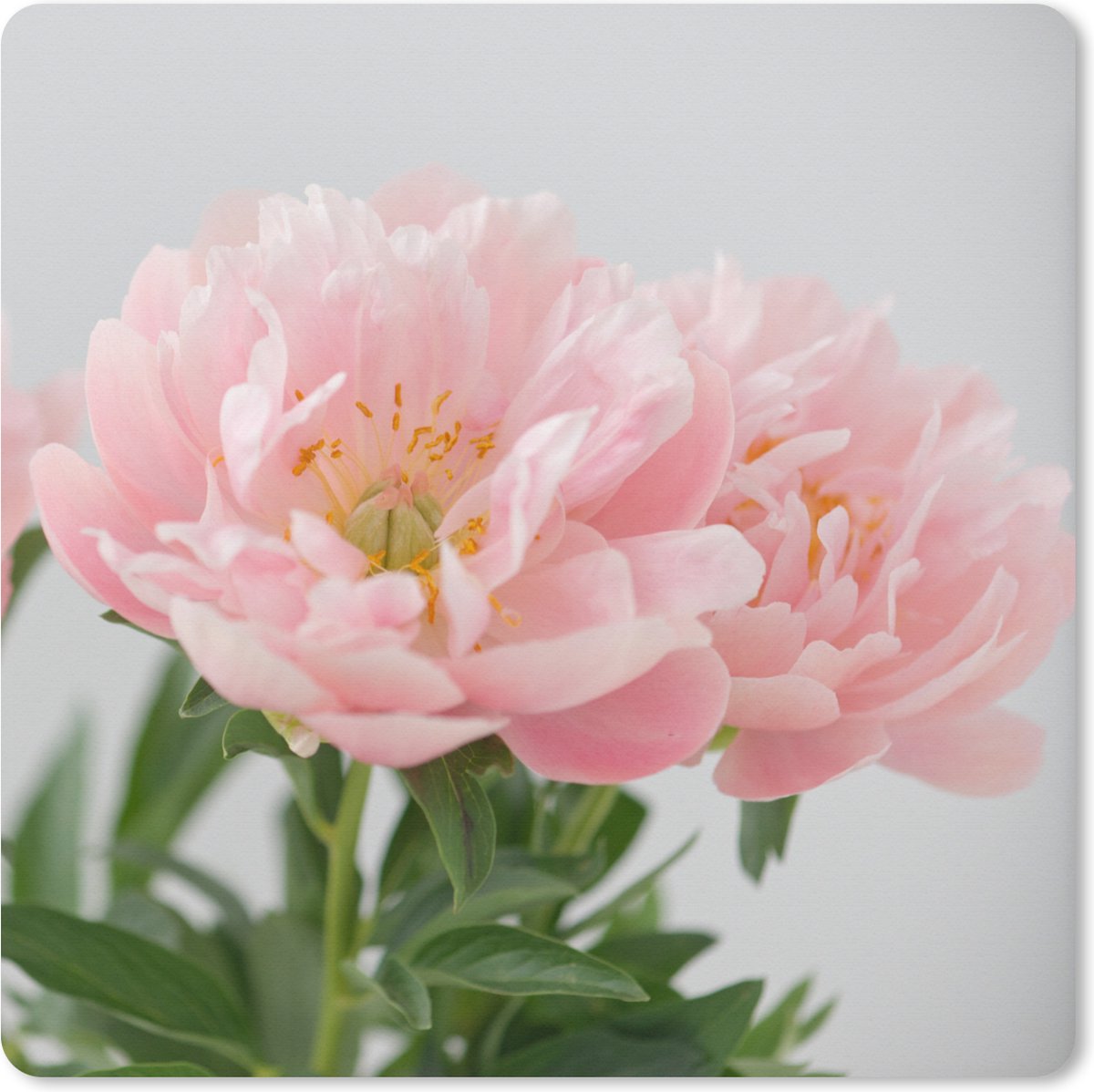 Muismat XXL 60x60 cm - Bureau onderlegger - Bureau mat Boeket van roze pioenrozen - Bureaumat - Gaming mousepad xl - Bureaulegger groot - Computer deskmat