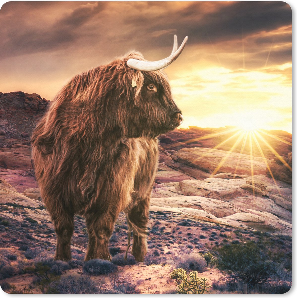 Muismat XXL 50x50 cm - Bureau onderlegger - Bureau mat Schotse hooglander - Zonsondergang - Dier - Bureaumat - Gaming mousepad xl - Bureaulegger groot - Computer deskmat