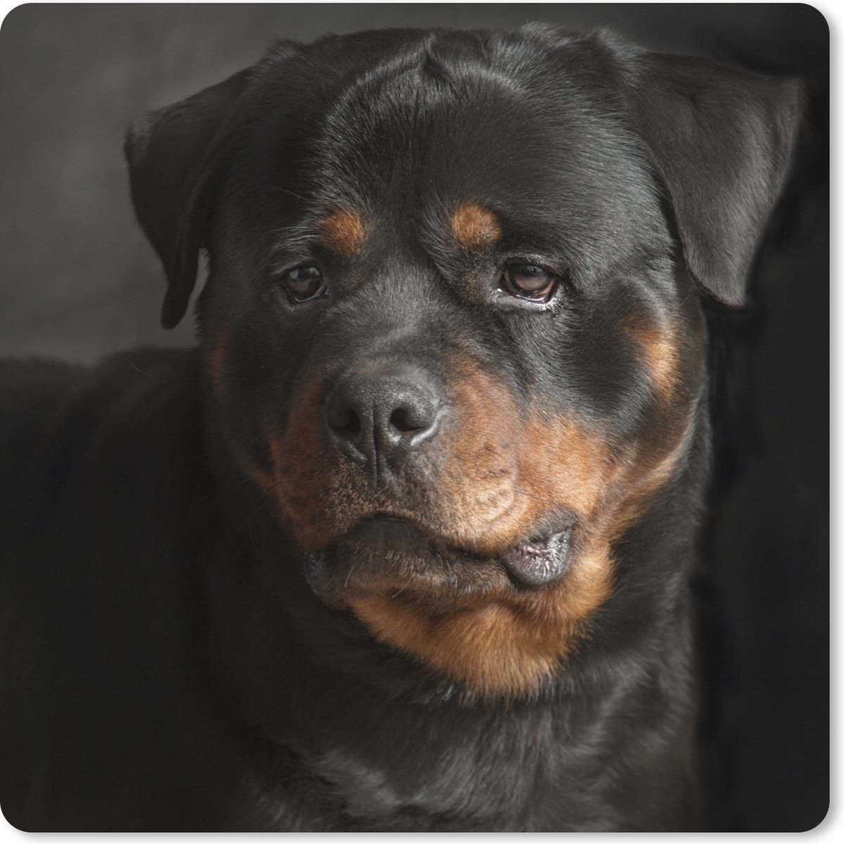 Muismat XXL 80x80 cm - Bureau onderlegger - Bureau mat Portret van Rottweiler hond in de studio - Bureaumat - Gaming mousepad xl - Bureaulegger groot - Computer deskmat