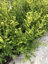Ilex crenata 'Green Hedge' - Japanse Hulst - 30- 40 cm in pot
