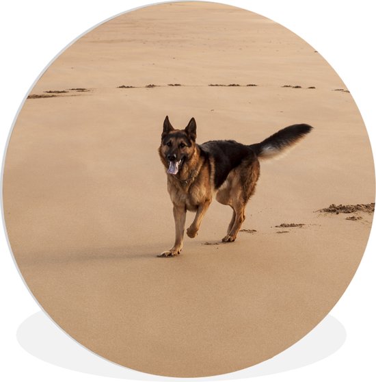 WallCircle - Wandcirkel ⌀ 60 - Duitse Herder is aan het spelen op het strand - Ronde schilderijen woonkamer - Wandbord rond - Muurdecoratie cirkel - Kamer decoratie binnen - Wanddecoratie muurcirkel - Woonaccessoires