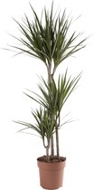 Kamerplant van Botanicly – Drakenboom – Hoogte: 120 cm – Dracaena Marginata