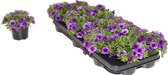 Mini-petunia / Million Bells (Callibrachoa) - blauw - perkplant - 9 kwekerspotjes (Ø10,5cm) - volle tray