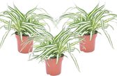 Plant in a Box - Chlorophytum comosum 'Atlantic' - Graslelie - Set van 3 - Groene kamerplant - Pot 12cm - Hoogte 25-40cm
