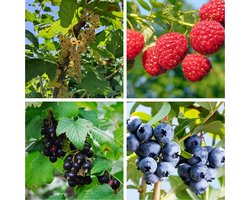 Haag Fruit pakket- 4 planten- Fruitstruik- 60 cm hoog- Potgekweekt- professionele telersrassen