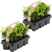 Buxus Sempervirens | 1,0 meter Haagbuxes per 2 sixpacks - Buitenplant in sixpack ⌀9 cm - ↕20 cm