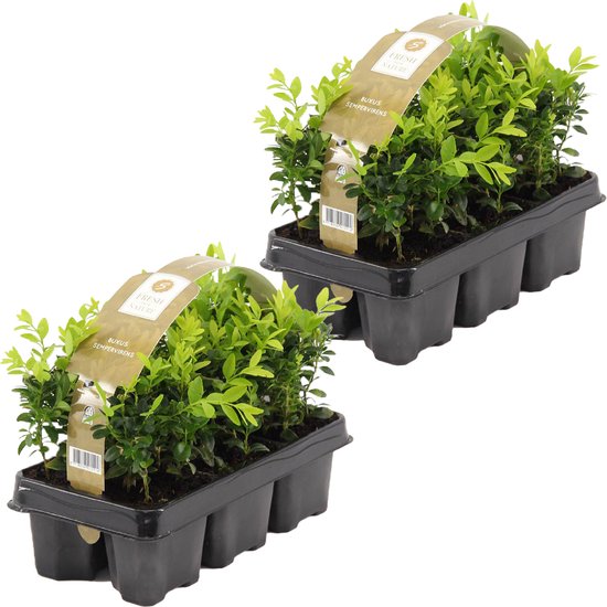 Buxus Sempervirens | 1,0 meter Haagbuxes per 2 sixpacks - Buitenplant in  sixpack ⌀9 cm... | bol.com