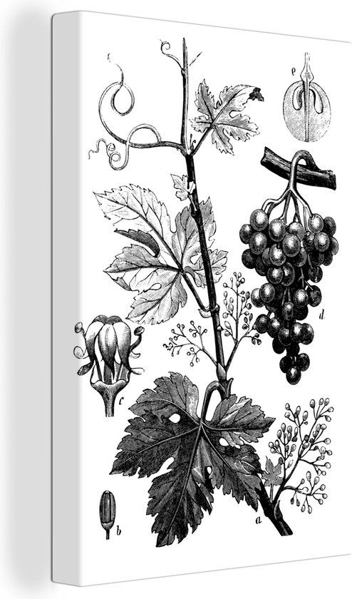 Une illustration d'une grappe de raisin sur la toile de vigne 60x90 cm ...