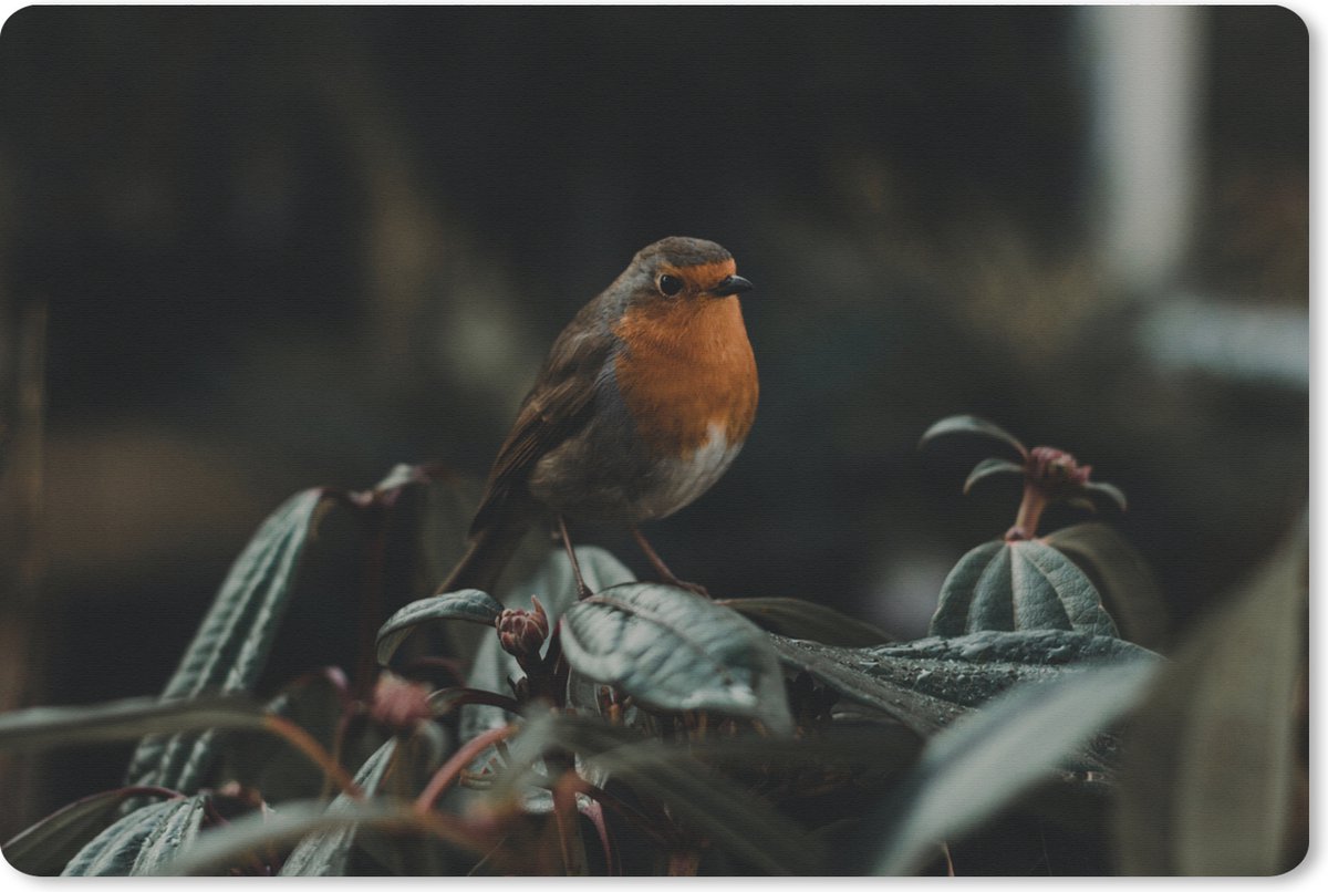 Muismat XXL 90x60 cm - Bureau onderlegger - Bureau mat Vogel - Roodborstje - Plant - Bureaumat - Gaming mousepad xl - Bureaulegger groot - Computer deskmat
