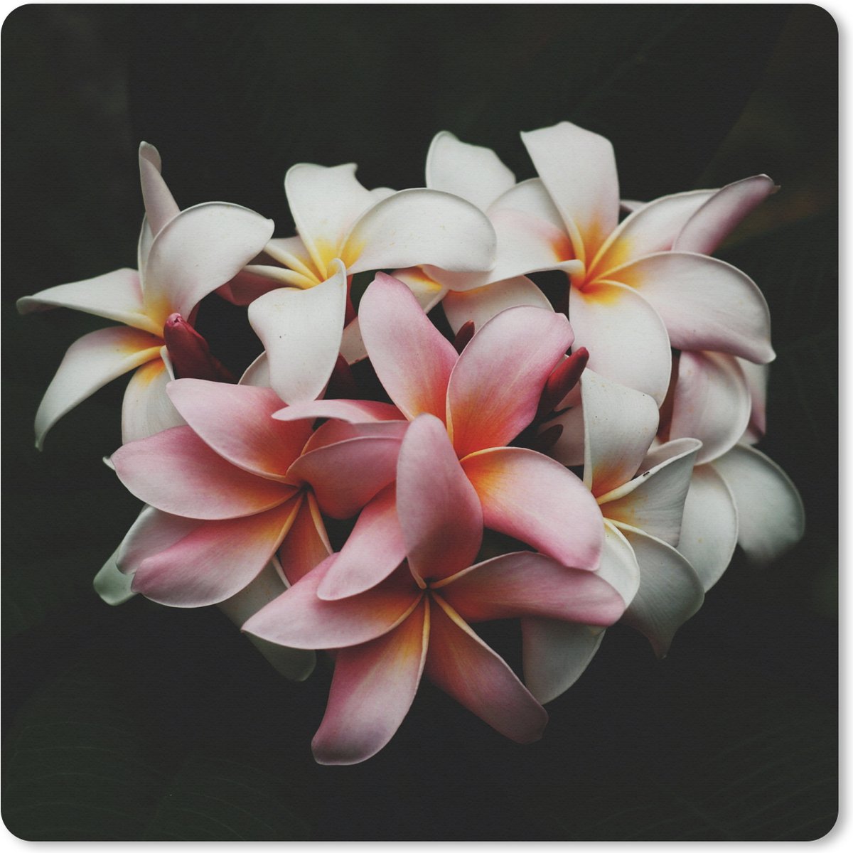 Muismat XXL 40x40 cm - Bureau onderlegger - Bureau mat Bloemen - Roze - Zwart - Flora - Botanisch - Bureaumat - Gaming mousepad xl - Bureaulegger groot - Computer deskmat