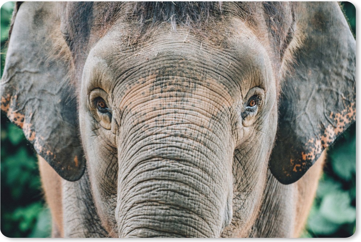 Muismat XXL 90x60 cm - Bureau onderlegger - Bureau mat Olifant - Portret - Dieren - Grijs - Bureaumat - Gaming mousepad xl - Bureaulegger groot - Computer deskmat