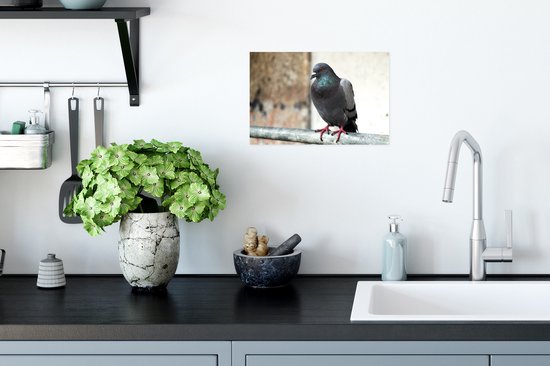 Affiche - Un pigeon coloré sur un bâton en bois - 30x20 cm