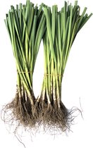 Zomerprei planten - 50 stuks - prei kweken in je moestuin - voordelige keuze