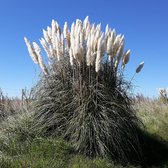 Cortaderia selloana - Pampasgras - Planthoogte: 20 cm - Pot Ø 11 cm (1 liter)