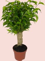 Hippeplantjes - Ficus - Natasja Jute Stam  - groen - 35 cm