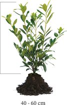 25 stuks | Laurier 'Caucasica' Blote wortel 40-60 cm - Geschikt in kleine tuinen - Makkelijk te snoeien - Snelle groeier - Wintergroen