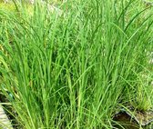 Zwarte Zegge (Carex nigra) - Filterplant - Zwemvijver beplanting - 10 losse planten - Om zelf op te potten - Vijverplanten Webshop