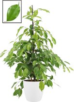 Mama's Planten - Ficus Benjamina ‘Exotica’ In ELHO Brussels Round (wit) - Vers Van De Kweker - ↨ 105cm - ⌀ 22cm