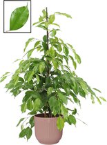 Mama's Planten - Ficus Benjamina ‘Exotica’ In ELHO Vibes Fold Rond Sierpot  (delicaat Roze) - Vers Van De Kweker - ↨ 105cm - ⌀ 22cm
