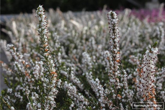 Foto: 6 x erica carnea wit heide