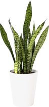 Plant in hydrocultuur systeem van Botanicly: Vrouwentongen met weinig onderhoud – Hoogte: 65 cm – Sansevieria trif. Ceylanica