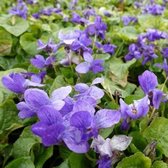 6x Maarts viooltje - Viola odorata 'Koningin Charlotte' - Pot 9x9cm