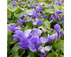 6x Maarts viooltje - Viola odorata 'Koningin Charlotte' - Pot 9x9cm