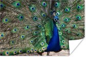 Poster Pauwenveren - Blauw - Vogel - 120x80 cm