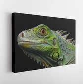 Canvas schilderij - Close-up Head of Reptile, Young Green Iguana isolated on black background  -     686653465 - 80*60 Horizontal