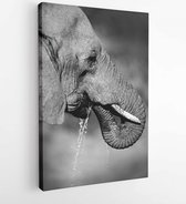 Canvas schilderij - Portrait of an African elephant (Loxodonta africana) drinking water, South Africa -  108825977 - 40-30 Vertical