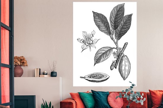 Une illustration noir et blanc d'un poster de plant de cacao 120x160 cm - Tirage photo sur Poster (décoration murale salon / chambre) XXL / Groot format!