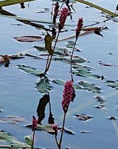 Veenwortel (Polygonum amfibium) - Vijverplant - Per 3 losse planten - Om zelf op te potten - Vijverplanten Webshop