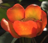 Rode plomp (Nuphar japonica rubra) - Vijverplant - Per 2 stuks losse planten - Vijverplanten Webshop