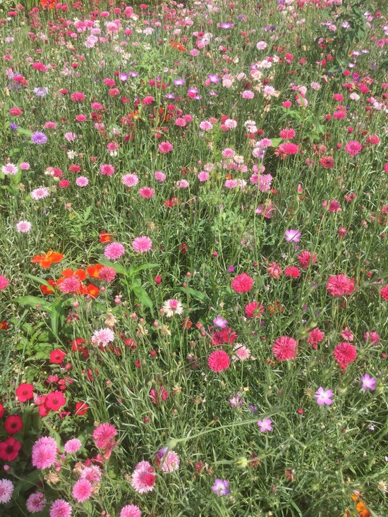 Veldbloemen Zaad Rode En Roze Tinten 25 Gram Goed Voor 12 5 M2 veldbloemen-zaad-rode-en-roze-tinten-25-gram-goed-voor-12-5-m2