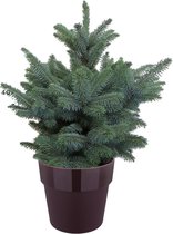 Pannebakker Plants BV - Picea - 50 Cm - Ø 30 - 1 Stuks