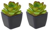 Mini Vetplantjes Rond Blad - Zwart / Multicolor - Kunststof / Keramiek - 5 x 5 x 7 cm - Set van 2 - Plantjes