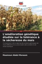 L'amélioration génétique étudiée sur la tolérance à la sécheresse du maïs