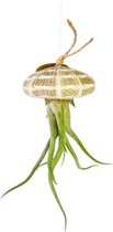 Airplant - Luchtplant -Tillandsia Caput Medusae - Zeeëgel Naturel - Jellyfish - Hangend - Cadeau