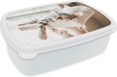 Broodtrommel Wit - Lunchbox - Brooddoos - Slapende katten op een krabpaal - 18x12x6 cm - Volwassenen