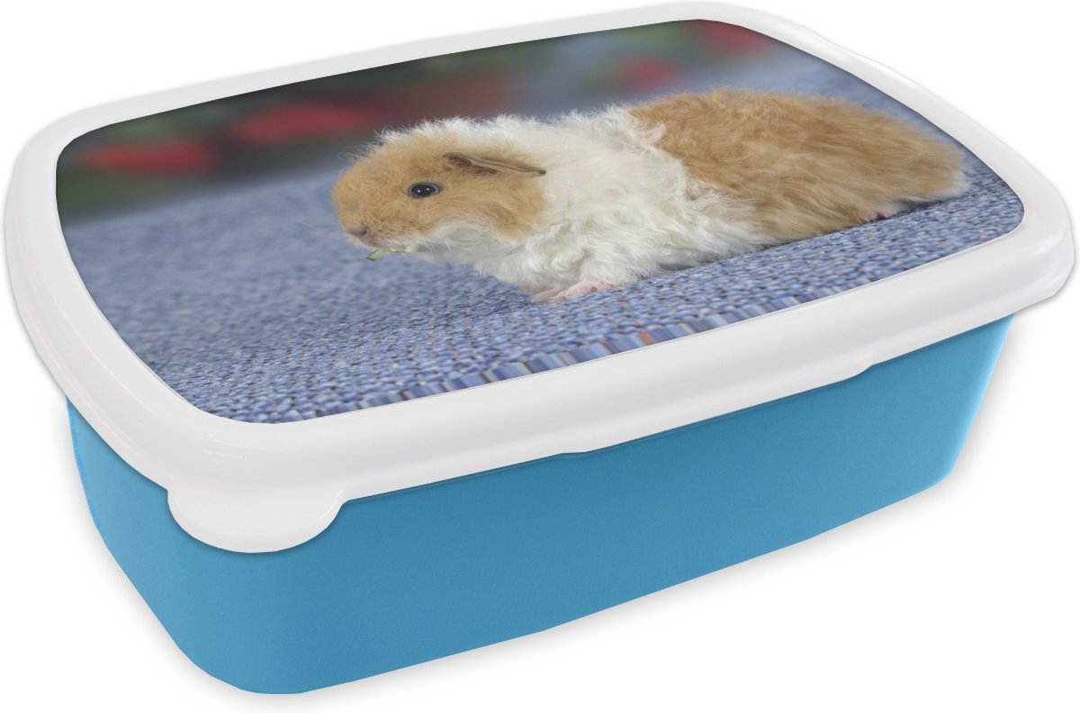 Broodtrommel Blauw - Lunchbox - Brooddoos - Texel cavia - 18x12x6 cm - Kinderen - Jongen
