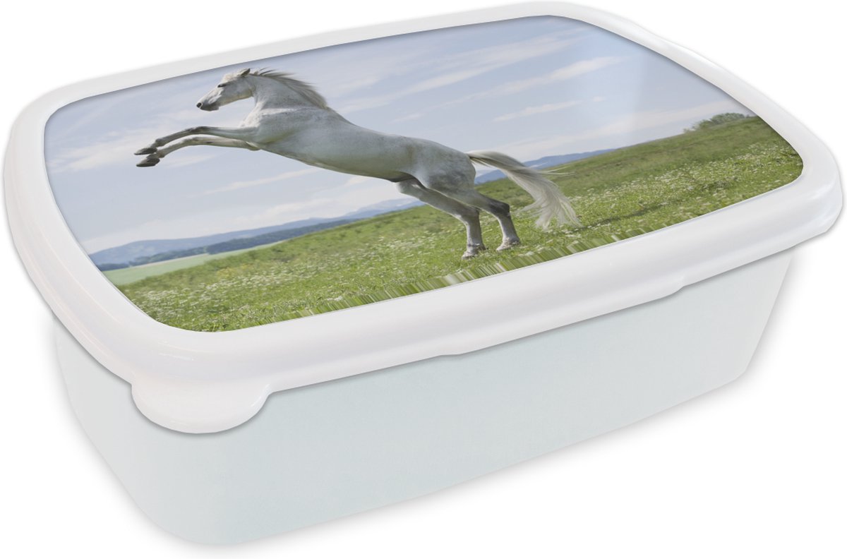 Broodtrommel Wit - Lunchbox - Brooddoos - Paard - Steigeren - Natuur - 18x12x6 cm - Volwassenen