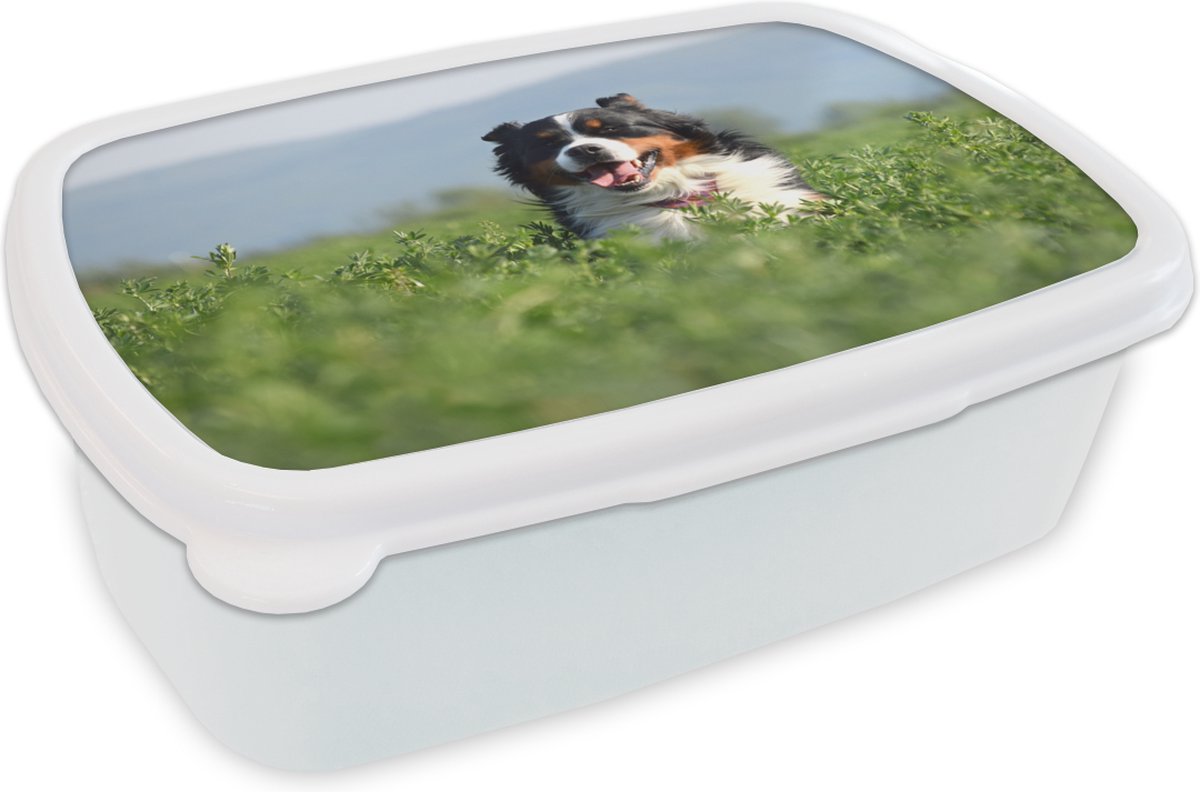 Broodtrommel Wit - Lunchbox - Brooddoos - Een Berner Sennenhond tussen het hoge gras - 18x12x6 cm - Volwassenen