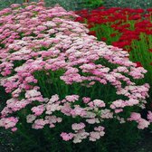 Achillea millefolium 'Apfelblüte' (Apple Blossom) - Duizendblad - Pot Ø 17 cm (2 liter)