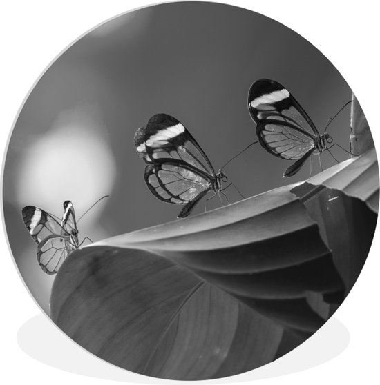 Papillon transparent sur une feuille au Costa Rica en noir et blanc Assiette en plastique cercle mural ⌀ 90 cm - impression photo sur cercle mural / cercle vivant (décoration murale)