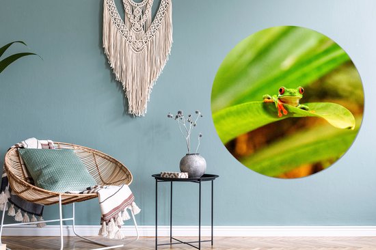 Grenouille maca aux yeux rouges entre les feuilles au Costa Rica Assiette en plastique cercle mural ⌀ 120 cm - impression photo sur cercle mural / cercle vivant (décoration murale)