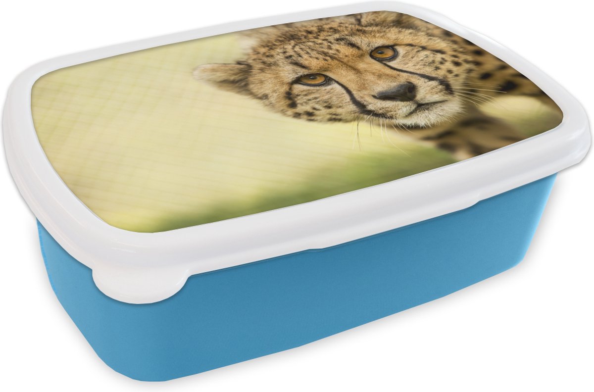 Broodtrommel Blauw - Lunchbox - Brooddoos - Luipaard - Cheeta - Dier - 18x12x6 cm - Kinderen - Jongen