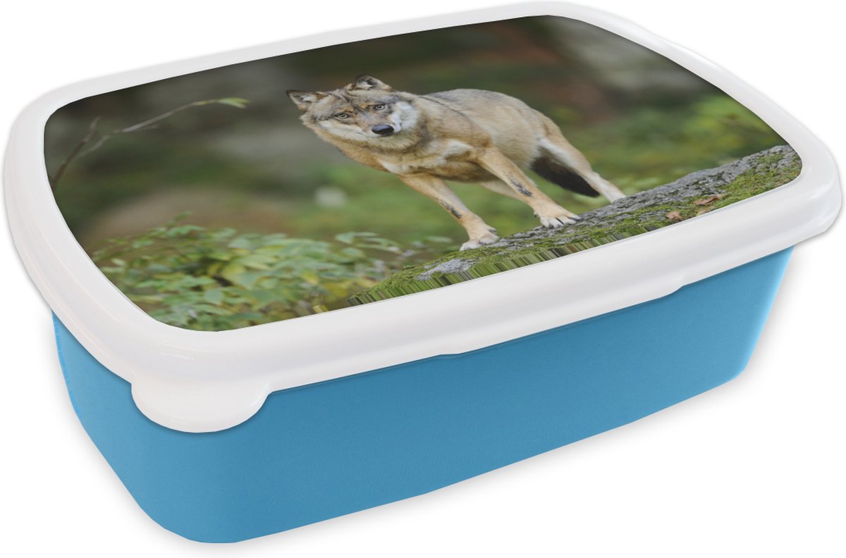 Broodtrommel Blauw - Lunchbox - Brooddoos - Wolf - Dieren - Bos - 18x12x6 cm - Kinderen - Jongen