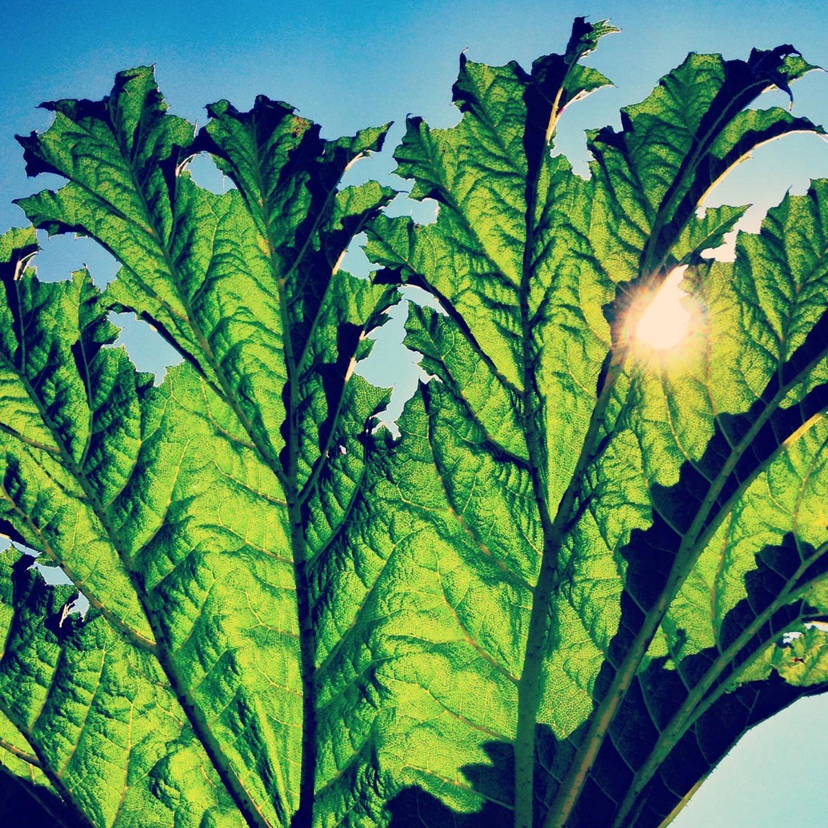 Pfarmers - Gunnera (LP) (Coloured Vinyl) (Limited Edition)